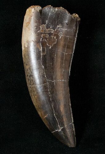 Beautiful Daspletosaurus (Tyrannosaur) Tooth #16005